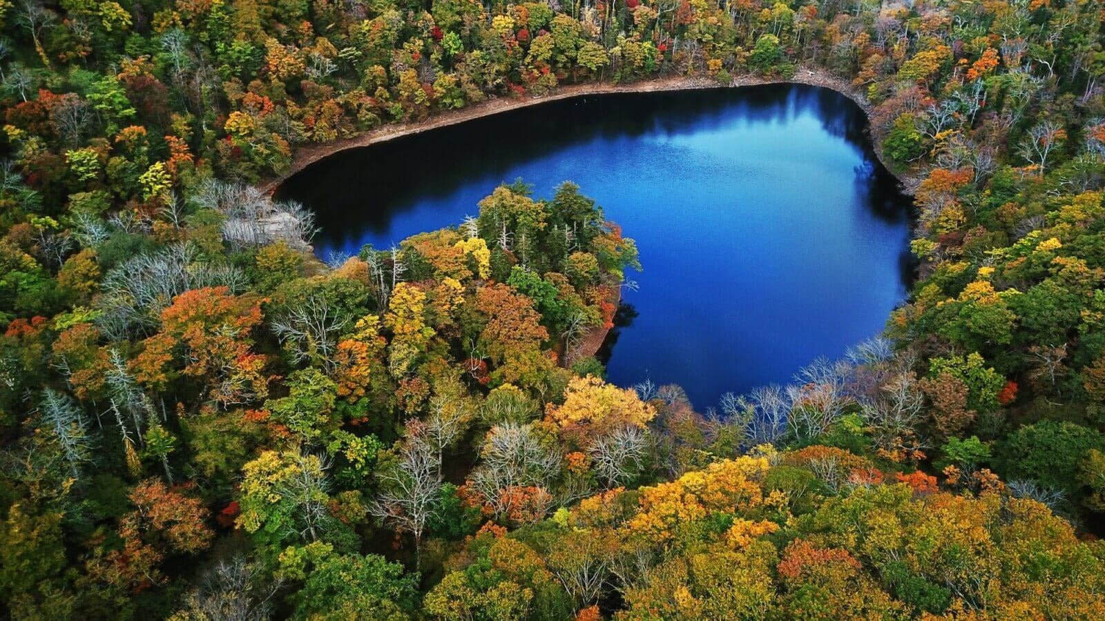 own or sponsor forest in japan, hokkaido